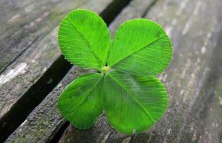 The four-leaf clover is one of the most valuable lucky charms found by accident