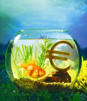 aquarium with gold fish to attract money