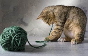 The kitten plays with a ball yarn
